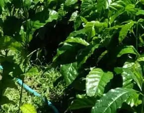0851 8900 8260 ( Tsel ) Sentra Bibit Kopi, Bibit Kopi Arabika Ateng Super