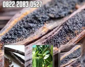 0822.2083.0527 (Tsel) Sentral    Bibit Vanili Bandung