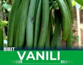 Sentral  Bibit Vanili Tasikmalaya