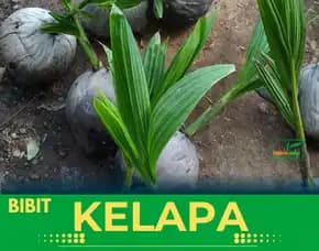 Sentra Bibit Kelapa, Bibit Kelapa Genjah Salak