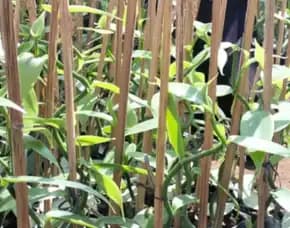 Sentral Bibit Vanili, Vanilla Planifolia Kabupaten Badung Bali
