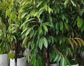 Hortikultura Buah Bibit Durian Musangking Tinggi 1 Meter