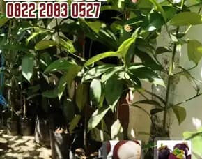 0822.2083.0527 (Tsel) Sentral Bibit, Bibit Manggis Okulasi, Bibit Manggis Okulasi