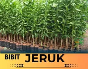 Hortikultura Buah  Bibit Jeruk Keprok Di Malang