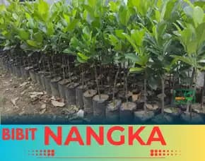 Sentral Bibit, Bibit Nangka Madu Jumbo