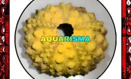 1 Pcs Cangkang Bulu Babi Big Kuning Echinus Tylodes Echinoidea Sea Urchins Grade A+