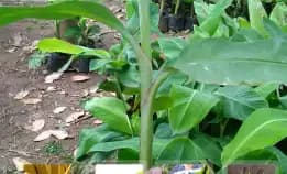 Wa 0822.2083.0527  Bibit Pisang Cavendish Bandung