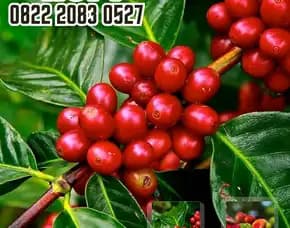0822 2083 0527 ( Tsel ) Sentra Bibit Kopi, Bibit Kopi Robusta Di Bogor
