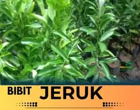 Sentral Pertanian  Bibit Jeruk Unggul