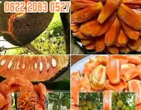 Bibit Nangka Unggul,  Bibit Nangka Di Banjarmasin,  Bibit Nangka Di Padang, Bibit Nangka Genjah, Bibit Nangka Hibrida, Bibit Nangka Hutan