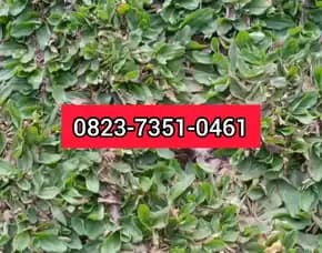 Jual Rumput Golf Bandar Lampung 0823-7351-0461