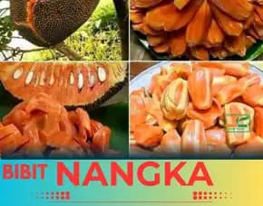 Sentral Bibit, Bibit Nangka Sayur