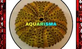 1 Pcs Cangkang Bulu Babi Golden Colobocentrotus Atratus Sea Urchins Grade A+
