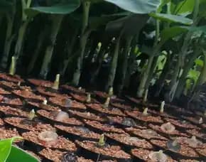 Sentral  Beli Bibit Pisang Kepok Kuning, Bibit Pisang Kepok Papua, Bibit Pisang Kepok Pontianak