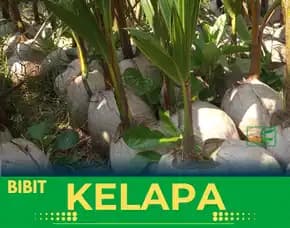 Sentra Bibit Kelapa, Bibit Kelapa Hibrida Di Medan
