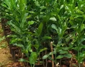 Sentra Bibit,  Harga Bibit Jeruk Purut