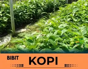 Petani Bibit Kopi, Bibit Kopi Di Mojokerto