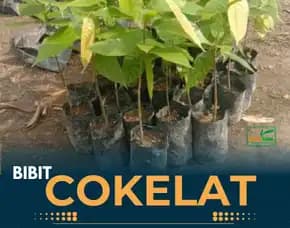 Pusat Bibit Kakao Unggul, Bibit Coklat Lampung Pollarise