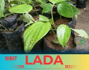 Pusat Bibit, Bibit Lada Di Bogor
