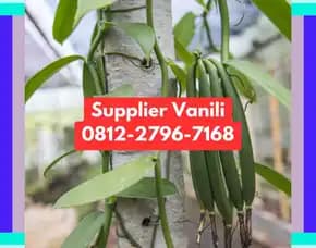 0812,2796,7168 Jual Bibit Vanili Terdekat Di Magetan