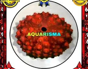 1 Pcs Cangkang Bulu Babi Big Merah Echinus Tylodes Echinoidea Sea Urchins Grade A+
