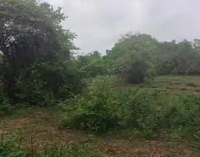 Dikontrakan 1 ~ 2 Ha. Jl. Raya Nusa Dua Selatan Sawangan Benoa Kuta Selatan