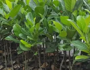Sentral Bibit, Bibit Nangka Hutan