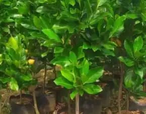 Sentra Bibit Pertanian, Bibit Nangka Jumbo
