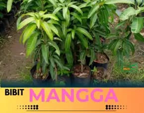 Hortikultura Bibit Unggul  Mangga Alpukat Di Solo