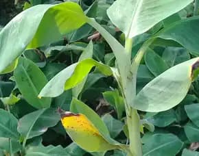 Bibit Pisang Ambon Kuning Di Bogor, Beli Bibit Pisang Ambon Kuning, Bibit Pisang Ambon Lumut