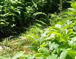 Sentral Bibit Kopi, Bibit Kopi Robusta Bersertifikat