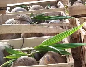Epollarise Bibit Kelapa Genjah Bebek