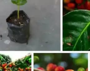 Sentral Bibit Kopi, Harga Bibit Kopi Arabika Siap Tanam