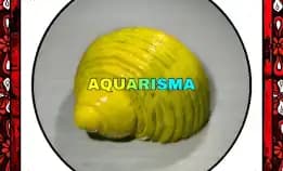 1 Pcs Cangkang Keong Medium Mata Lembu Turbo Tumidulus Kuning Grade A+