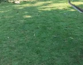Jual Rumput Lapangan Sepak Bola Cirebon Terbaik