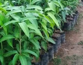 Bibit Unggul  Buah Mangga Harum Manis