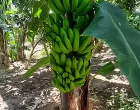 0851 8900 8260 (Tsel) Sentral  Bibit Pisang Raja Bulu Kultur Jaringan, Bibit Pisang Raja Bulu Kuning,  Bibit Pisang Raja Kediri