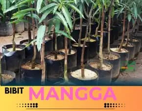 Hortikultura Bibit Unggul  Mangga Udang