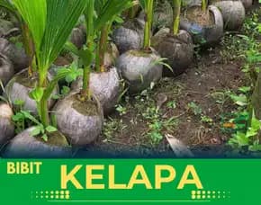 Sentra Bibit Kelapa, Bibit Kelapa Genjah Entok Genjah Pati