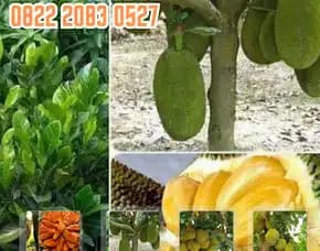 0822 2083 0527 ( Tsel ) Sentra Bibit Pertanian,  Bibit Nangka Balikpapan