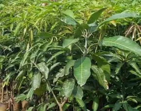 Bibit Unggul  Mangga Irwin Ungu