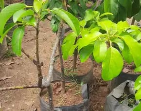 Hortikultura Buah   Bibit Alpukat Mentega Miki