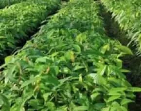 Pusat Bibit, Jenis Bibit Coklat Yang Bagus,   Bibit Coklat Terdekat Pollarise