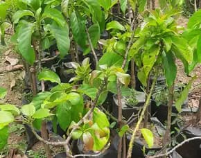 Hortikultura Buah  Bibit Alpukat Super Jumbo