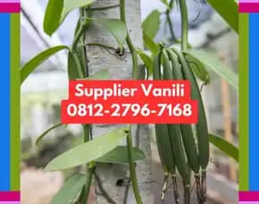 0812,2796,7168 Jual Bibit Vanili Terdekat Di Mojokerto