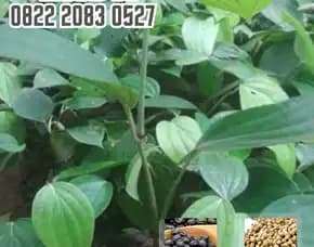 0822.2083.0527 (Tsel) Pusat Bibit,  Harga Bibit Lada Panjat