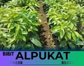 Hortikultura Buah  Bibit Alpukat Mentega Jogja