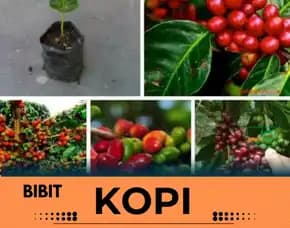 Sentra Bibit Kopi, Bibit Kopi Robusta Di Bogor