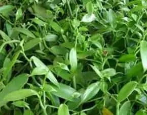 Sentral  Bibit Vanili Kulon Progo