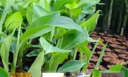 Wa 0822.2083.0527  Bibit Pisang Cavendish Semarang
